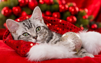 A Christmas Kitten