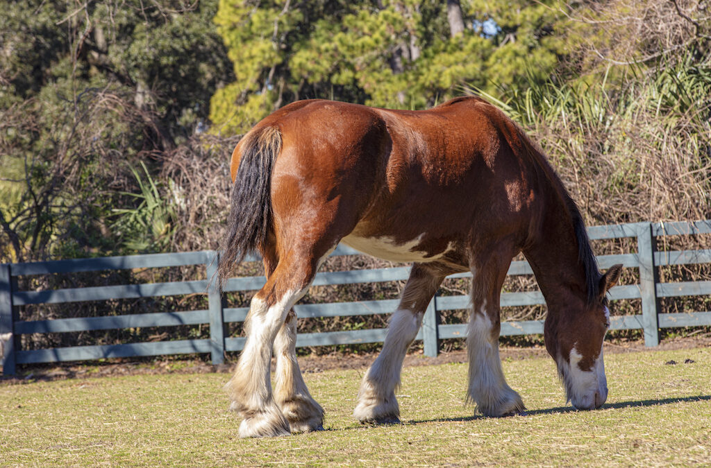 Big Shoes to Fill: Woody the Clydesdale has trotted into the role of Lawton Stables ambassador with ease.