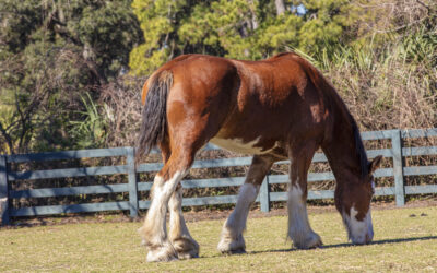 Big Shoes to Fill: Woody the Clydesdale has trotted into the role of Lawton Stables ambassador with ease.