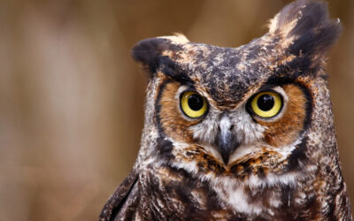 Tigers of the Air: Hilton Head Land Trust Nest Host to Great Horned Owl