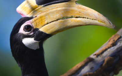 Sri Lanka: A Birding and Wildlife Adventure