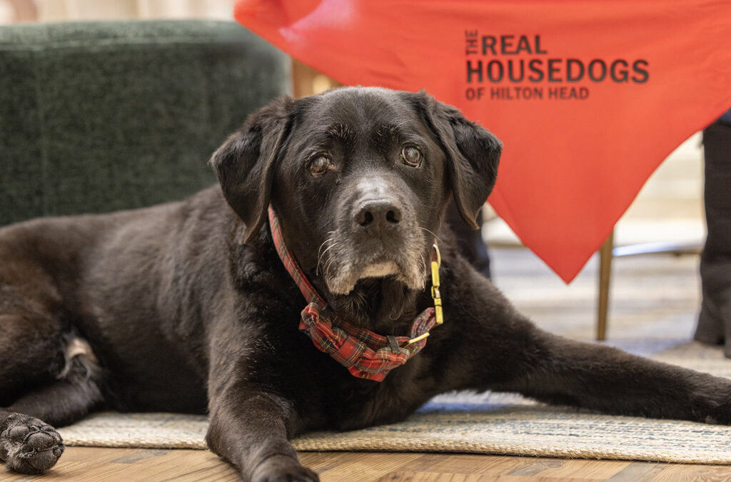The Shop Dogs  at the Village at Wexford