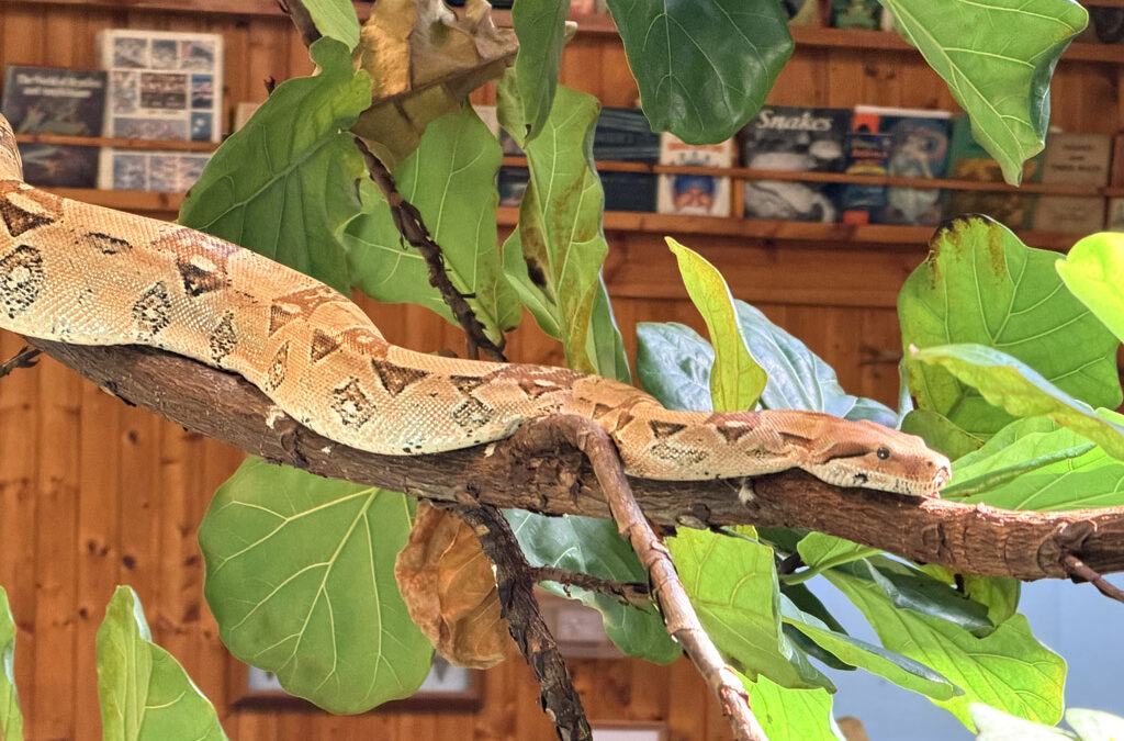 Here There Be Dragons