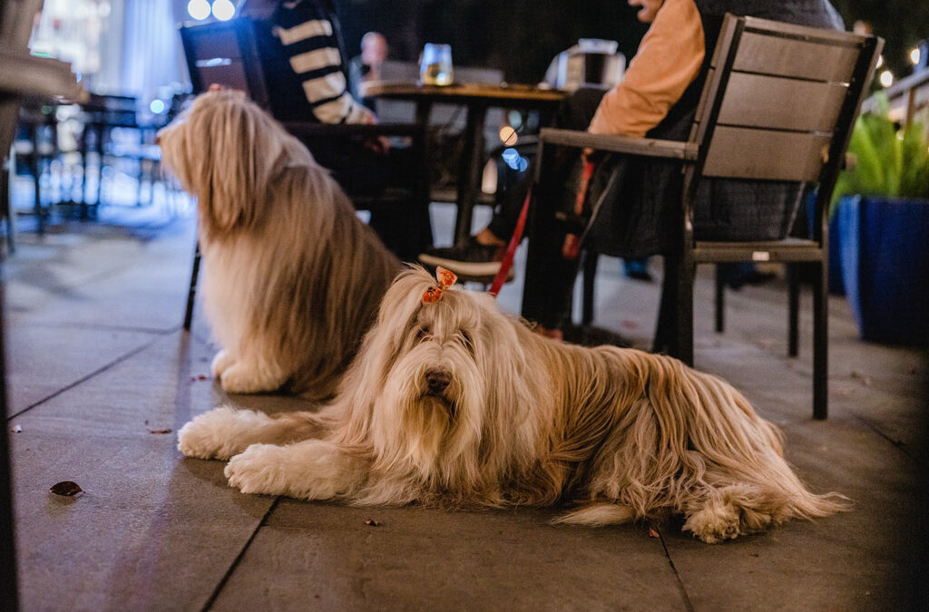 Pup Approved Patios