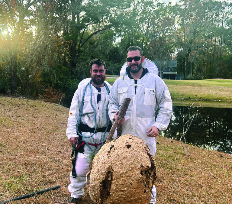 Citizens  Can Help  Eradicate Invasive  Hornets