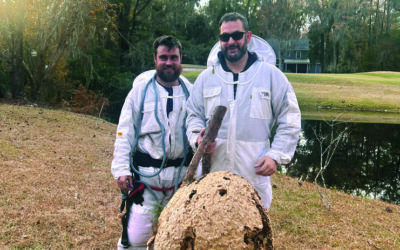 Citizens Can Help Eradicate Invasive Hornets