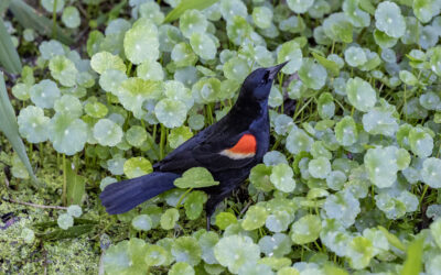 Nesting Season at the Port Royal  Cypress Wetlands