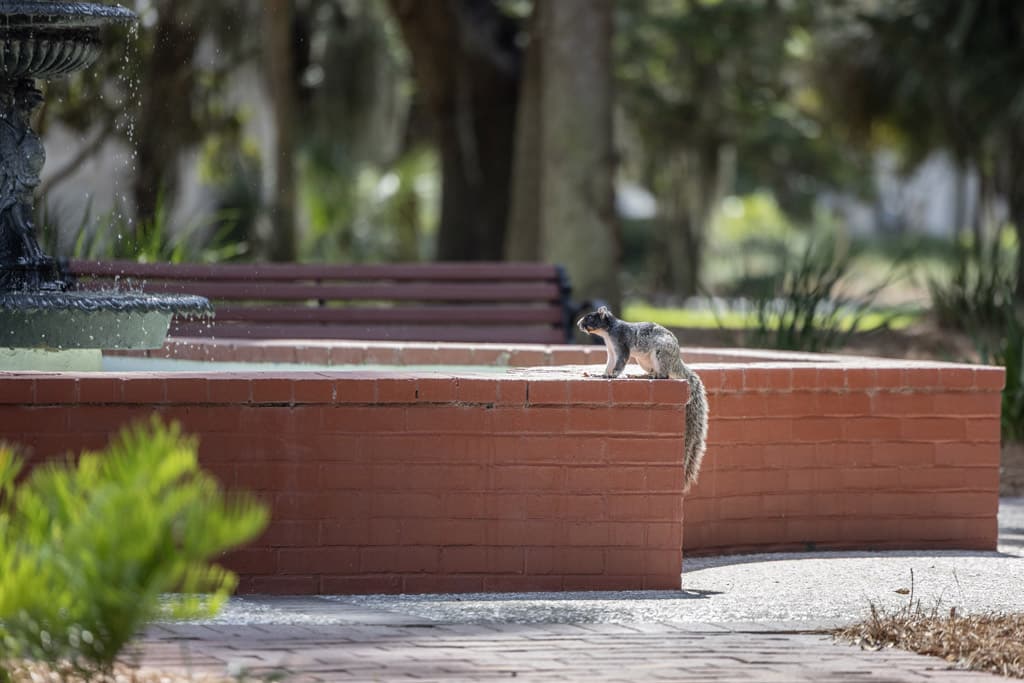 Sherman'sFoxSquirrelEnjoyingtheFountain Sherman'sFoxSquirrelEnjoyingtheFountain