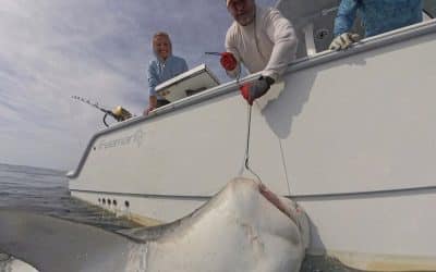 Shark Week Never Ends on Hilton Head Island
